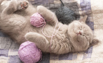 Gatto 609 0 Il gatto